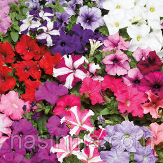 Petunia grandiflora Петунія Трітунія Мікс 100 насінин