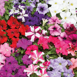 Petunia grandiflora Петунія Трітунія Мікс 100 насінин