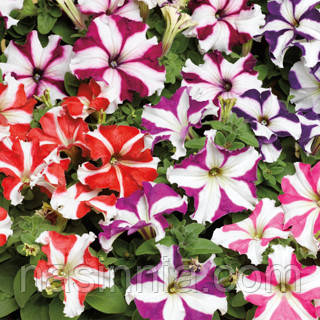 Petunia grandiflora Петунія Трітунія Стар Мікс 100 драже