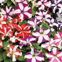 Petunia grandiflora Трітунія Стар Мікс 1000 драже