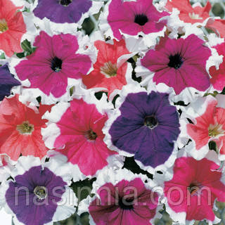 Petunia grandiflora Петунія Кольорові мережива Мікс 100 драже