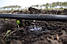 Стрічка крапельного поливу LABYRINTH 0,2 мм 8 mils/10 см (500 м), фото 5