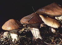 Мицелий (грибница) МАСЛЕНКА маточный зерновой биологически высушеный