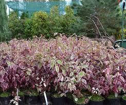 Дерен білий Sibirica Variegata 2 річний, Дерен білий Сібіріка Варієгата, Cornus alba Sibirica Variegata, фото 3