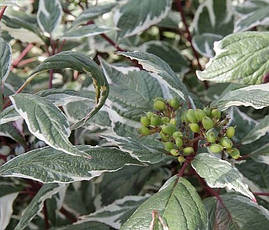 Дерен білий Sibirica Variegata 2 річний, Дерен білий Сібіріка Варієгата, Cornus alba Sibirica Variegata, фото 4