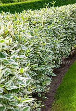 Дерен білий Sibirica Variegata 2 річний, Дерен білий Сібіріка Варієгата, Cornus alba Sibirica Variegata, фото 5