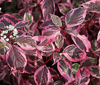 Дерен білий Sibirica Variegata 2 річний, Дерен белый Сибирика Вариегата, Cornus alba Sibirica Variegata