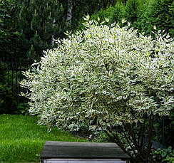 Дерен білий Sibirica Variegata 2 річний, Дерен білий Сібіріка Варієгата, Cornus alba Sibirica Variegata, фото 6