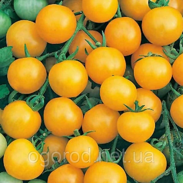 KS 97 F1 5 шт. насіння томата черрі Kitano