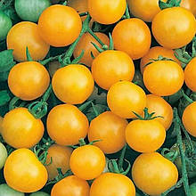 KS 97 F1 5 шт насіння томатів черрі Kitano