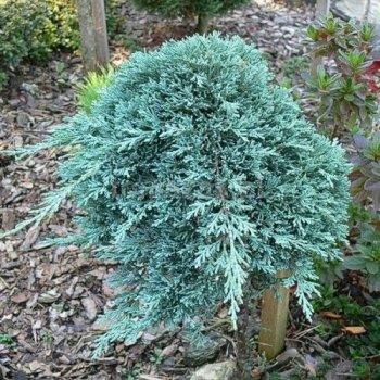 Ялівець горизонтальный Айс Блю (Juniperus horizontalis Icee Blue) а - 20-40 см в горщику С3 л