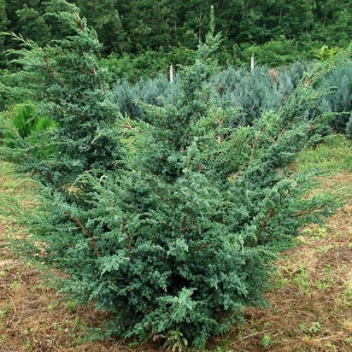Ялівець китайський Блю Альпс (Juniperus chnensis Blue Alps) h - 80-100 см в горщику С10 л