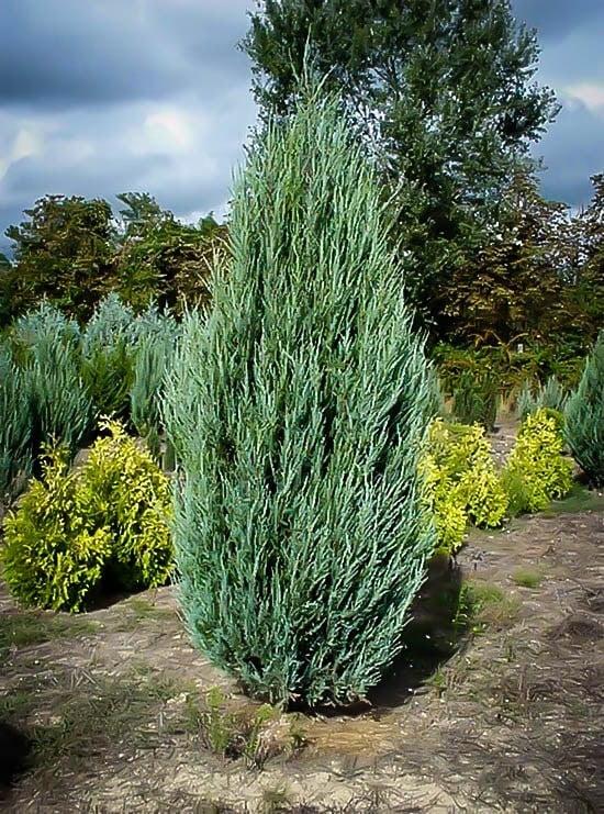 Ялівець скельний Скайрокет (Juniperus scopulorum Skyrocket) h - 40-60 см в горщику С3 л