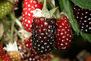 Ожиномалина Бойсенберрі (Boysenberry), великоплідна, безколючкова