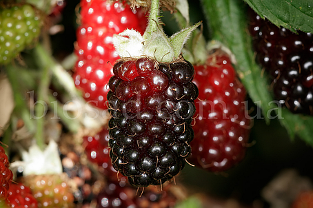 Ожиномалина Бойсенберрі (Boysenberry), великоплідна, безколючкова, фото 1