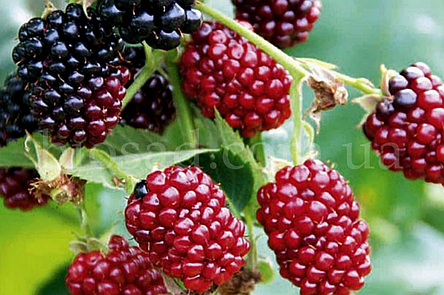 Ожиномалина Бойсенберрі (Boysenberry), великоплідна, безколючкова, фото 3