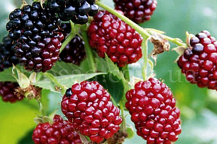 Ожиномалина Бойсенберрі (Boysenberry), великоплідна, безколючкова, фото 2