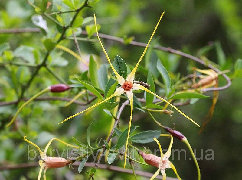 Квітка - штопор, Strophanthus gerrardii насіння екзотична рослина - фото 4 - id-p1564548342
