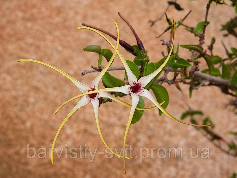 Квітка - штопор, Strophanthus gerrardii насіння екзотична рослина - фото 2 - id-p1564548342