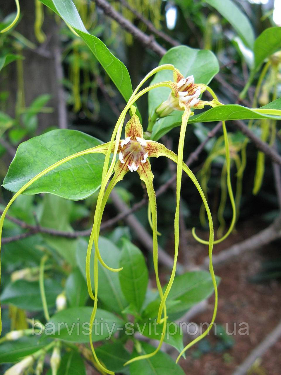 Квітка - штопор, Strophanthus gerrardii насіння екзотична рослина - фото 7 - id-p1564548342