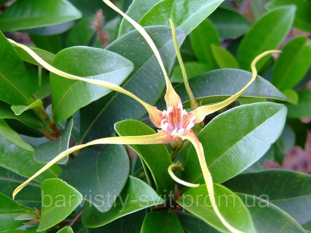 Квітка - штопор, Strophanthus gerrardii насіння екзотична рослина - фото 1 - id-p1564548342
