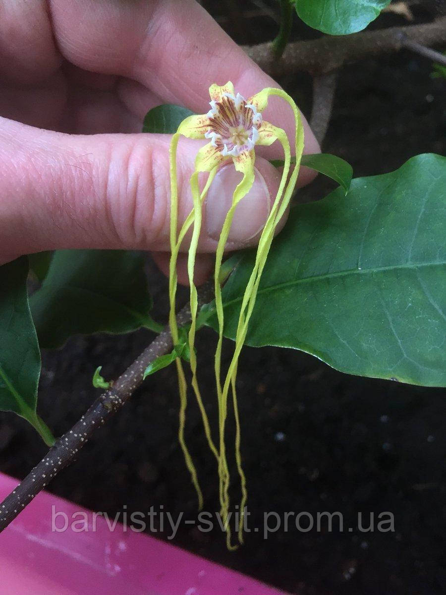 Квітка - штопор, Strophanthus gerrardii насіння екзотична рослина - фото 6 - id-p1564548342