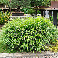 Хаконехлоа большая (крупная) Албо Cтриата (Hakonechloa macra Albo Striata) Контейнер Р9