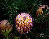 Банксия хорошая - Шпилька банксия- Banksia spinulosa семена 2 шт