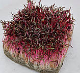Амарант Красный, семена микрозелени, фото 2