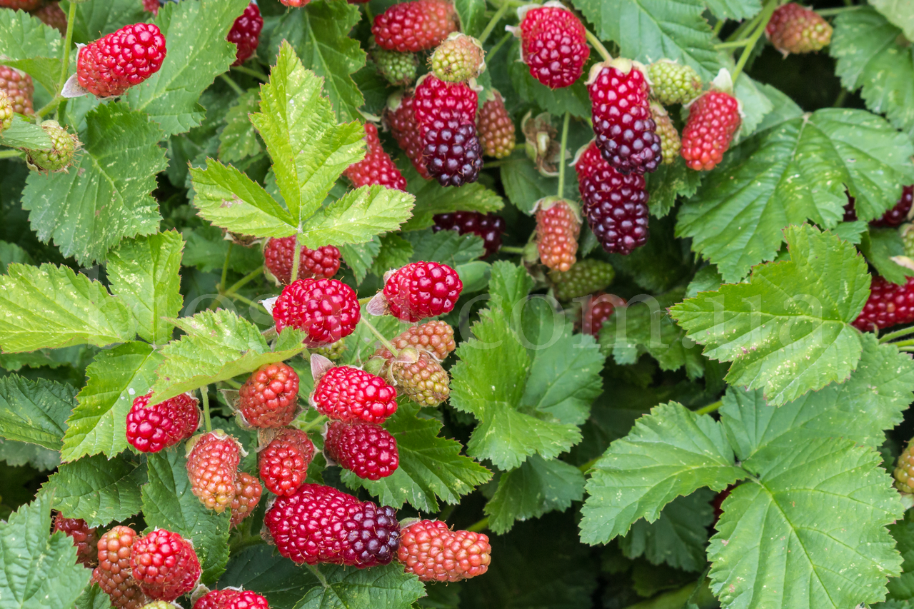 Ожиномалина Тайберрі (Tayberry), великоплідна