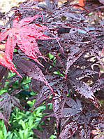 Клен пальмолісний "Атропурсуреум".
Acer palmatum "Atropurpureum".