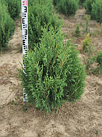 Thuja plicata BIBI (Туя складчаста Бібі) 110-120 cm.