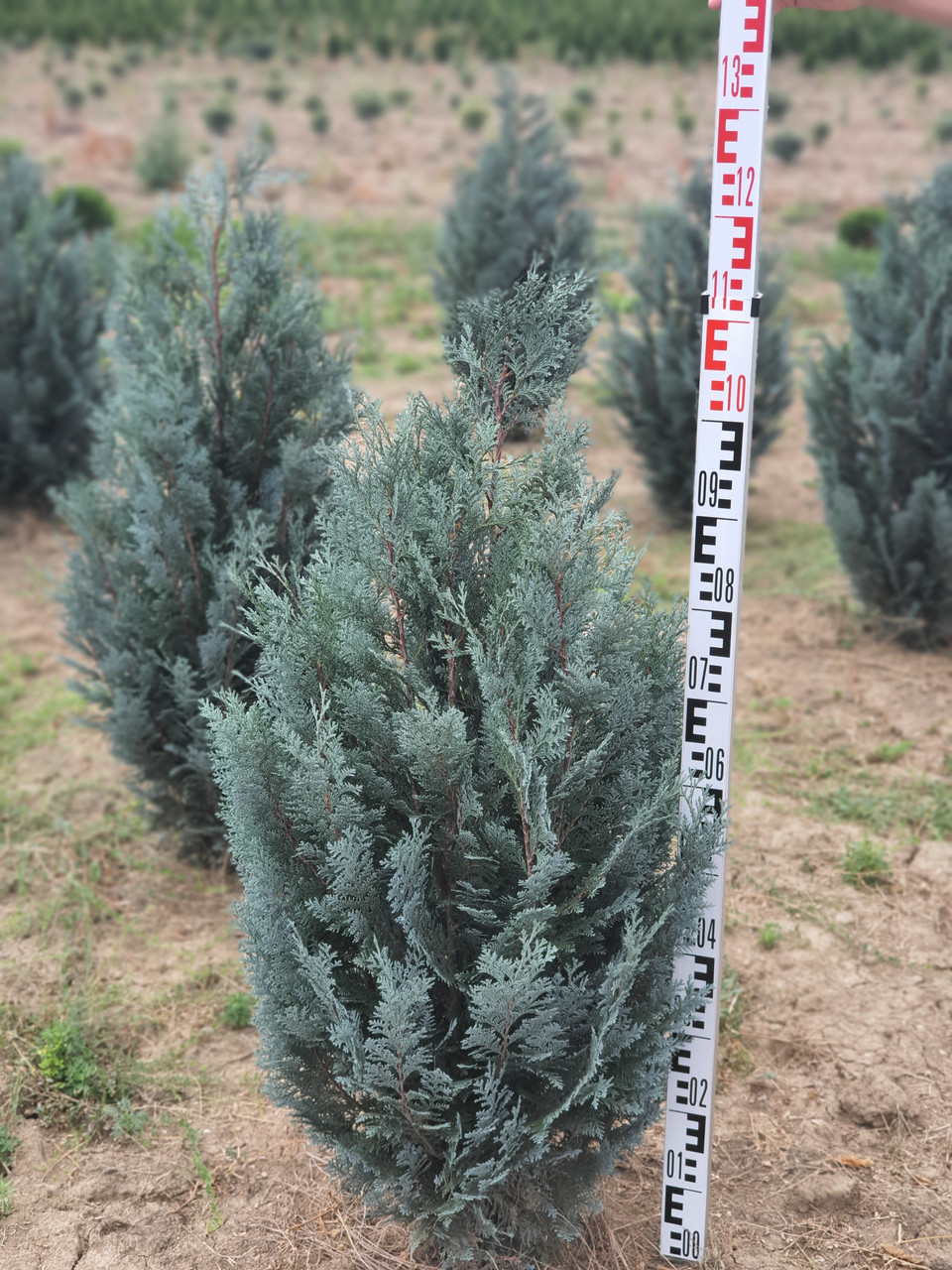 Кипарисовик Лавсона Ван Пеллс Блю (Chamaecyparis lawsoniana Van Pelt's Blue) 100+ cm.