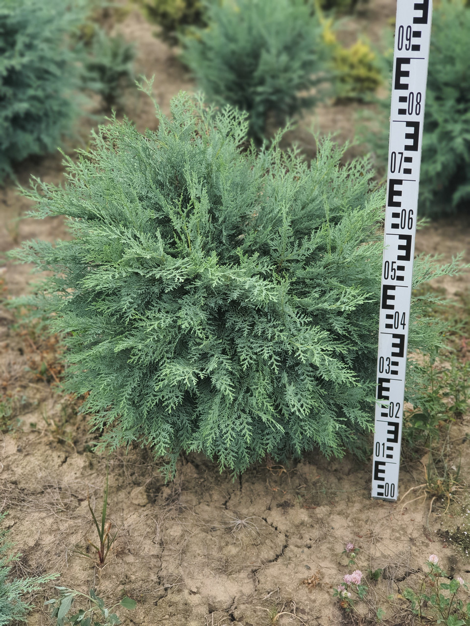 Кипарисовик Лавсона Сільвер Глобус (Chamaecyparis lawsoniana Silver Globus) 45-50 cm.