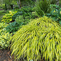 Хаконехлоа (хаконехлоя) большая Ауреола (Hakonechloa macra Aureola) Контейнер Р9