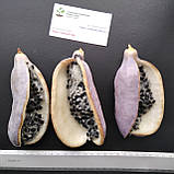 Акебія насіння (10 шт) (Akebia quinata) п'ятилисткова шоколадна ліана, фото 2