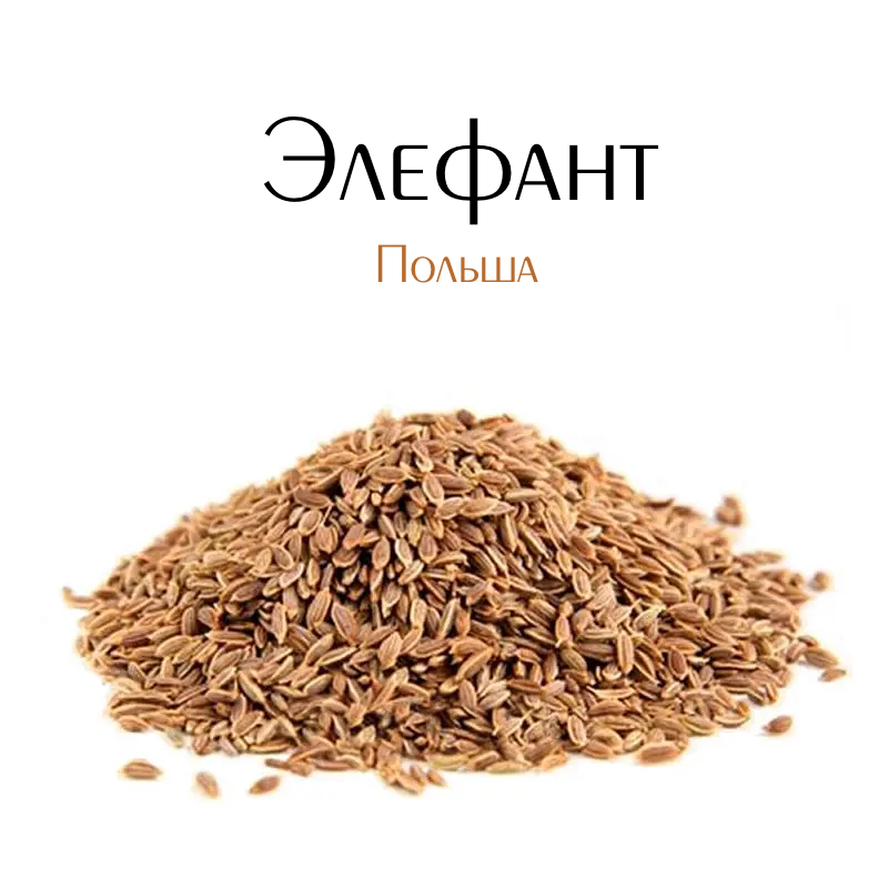 Купить Укроп Элефант на развес (1 кг.), Польша, цена 700 ₴ — Prom.ua ...