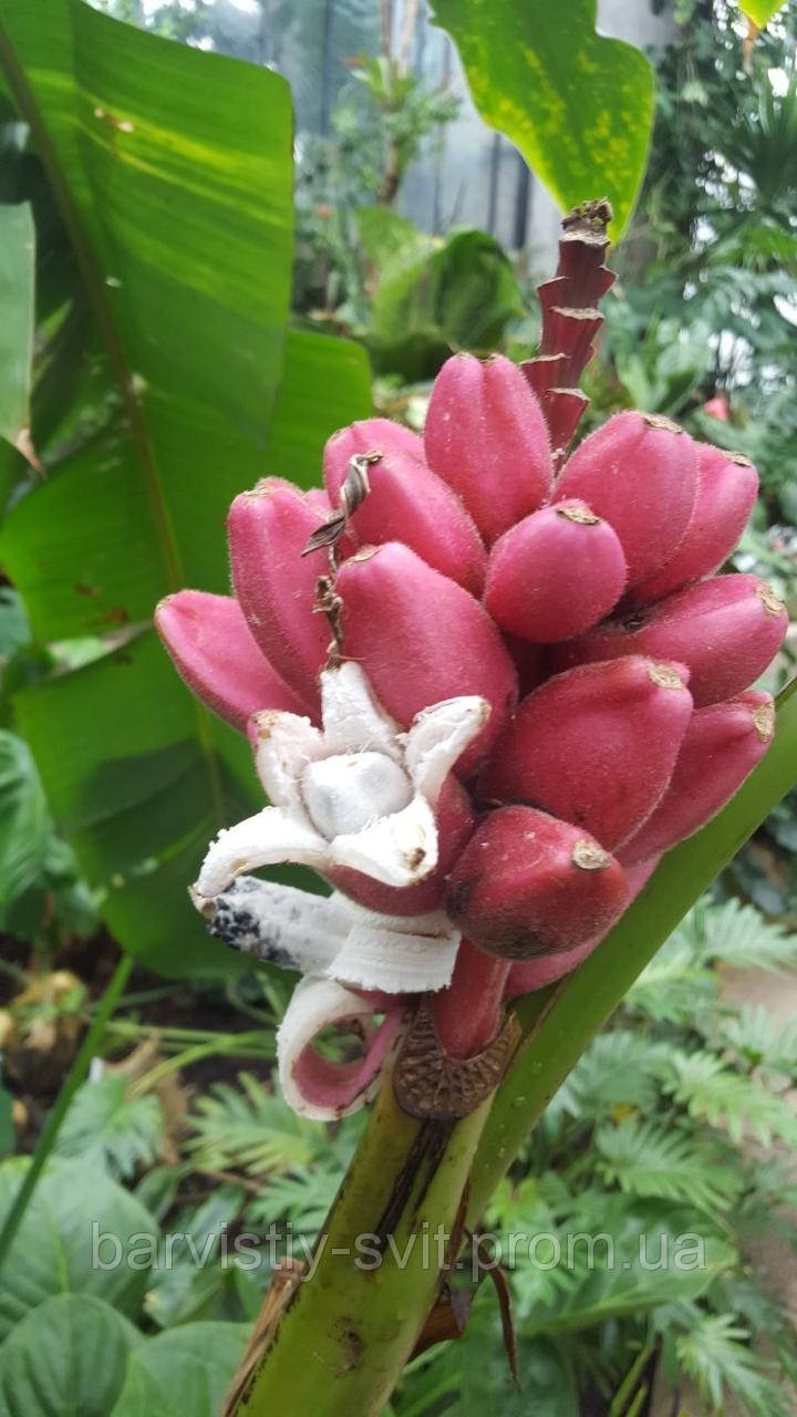 Розовый карликовый банан, бархатный банан - Musa velutina семена 2 шт - фото 2 - id-p1564839122