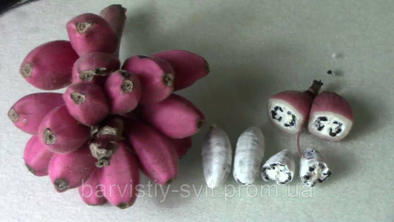 Розовый карликовый банан, бархатный банан - Musa velutina семена 2 шт - фото 5 - id-p1564839122