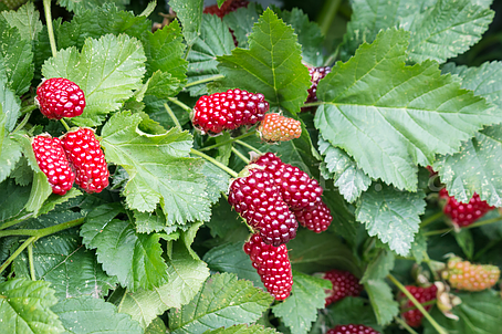 Ожиномалина Логанберрі (Loganberry), ремонтантна, фото 1
