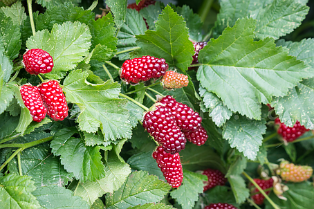 Ожиномалина Логанберрі (Loganberry), ремонтантна, фото 2