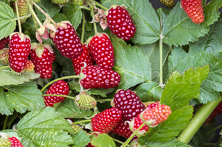 Ожиномалина Логанберрі (Loganberry), ремонтантна, фото 3