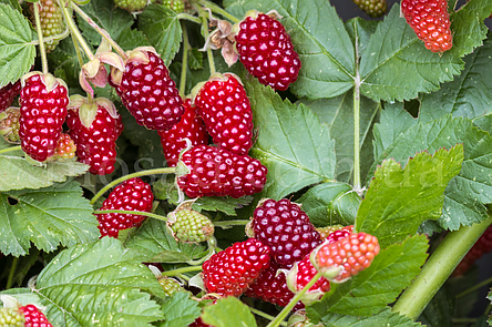 Ожиномалина Логанберрі (Loganberry), ремонтантна, фото 2