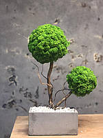 Стабілізоване дерево в бетонному кашпо 45-50 см./декор для дому та офісу/Дерево в бетоні/Дерево з моху