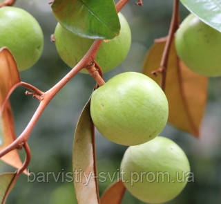 Зоряне яблуко, хрізофіллум - Chrysophyllum viridifolium насіння 2 шт - фото 3 - id-p1564846403