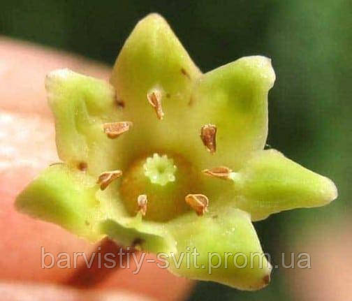 Зоряне яблуко, хрізофіллум - Chrysophyllum viridifolium насіння 2 шт - фото 4 - id-p1564846403