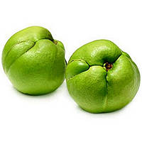 Чалта, или Дилления индийская, Слоновое яблоко - Dillenia indica семена