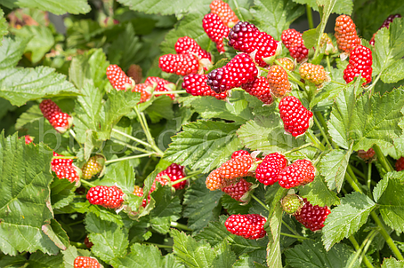 Ожиномалина Меррі Беррі (Merry Berry), ранній сорт, фото 2