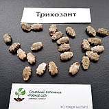 Трихозант насіння (5 шт) (Trichosanthes cucumerina) огірок змієвидний гарбуз зміїний, фото 3