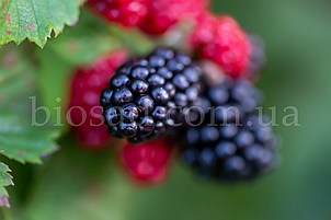 Ожиномалина Маріонберрі (Marionberry), фото 1
